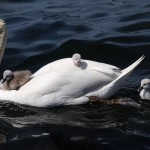 swans on water