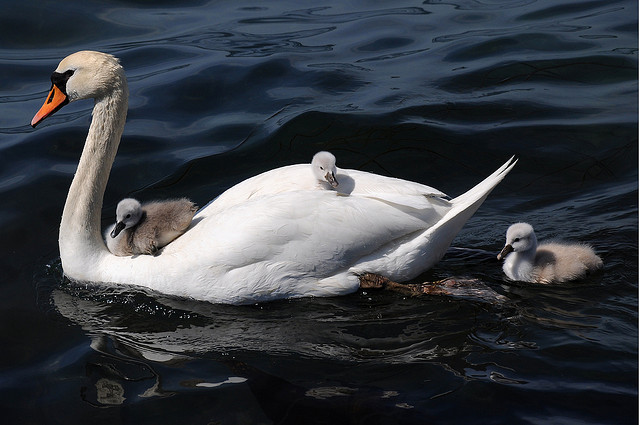 swans on water