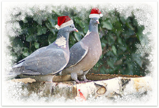 two turtle doves